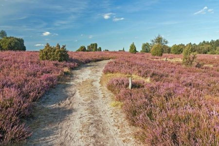 Informatie over de Lüneburger Heide